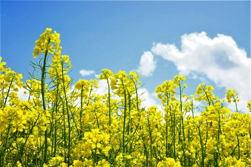 【4月27日(水)】角田菜の花畑＆旬のたけのこランチの平日ロングライド♪
