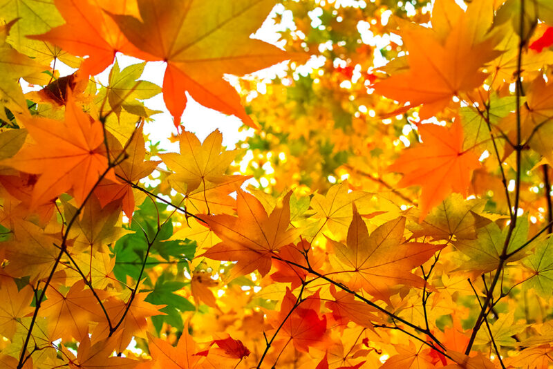 【10月27日(木)】蔵王の紅葉を見に行こう♪平日100kmロングライド！