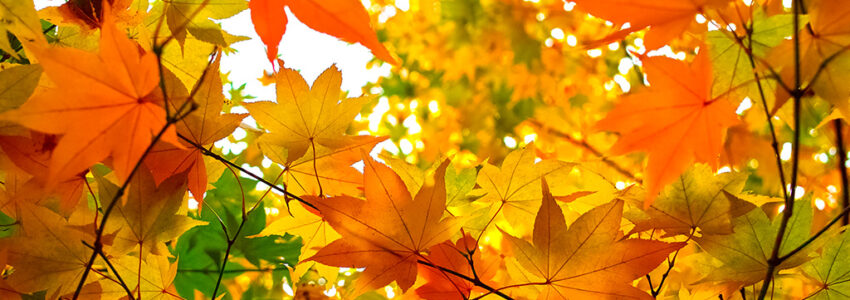 【10月27日(木)】蔵王の紅葉を見に行こう♪平日100kmロングライド！