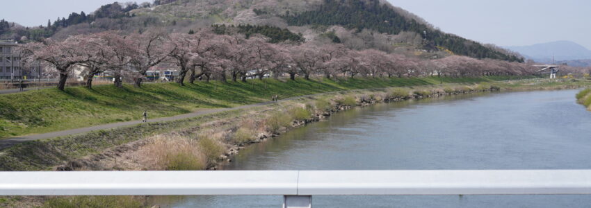 【4月2日(日)】一目千本桜を見に行こう♪アップダウン中距離ロードライド！